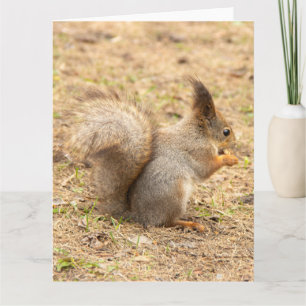 Süßes Eichhörnchen isst ein Nuss-Foto Karte