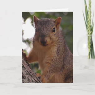Süßes Eichhörnchen Nahaufnahme Naturfotografie Karte
