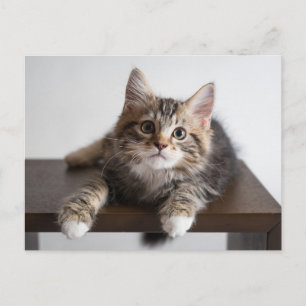 Süßes, flauschiges Tabby-Kätzchen mit weißen Pfote Postkarte