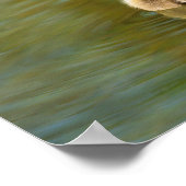 Süßes Gössel auf Teich Poster (Ecke)