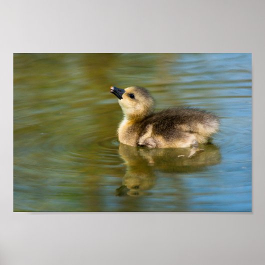 Süßes Gössel auf Teich Poster (Vorne)