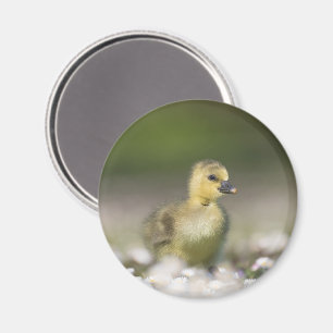 Süßes Gössel Naturfoto Magnet