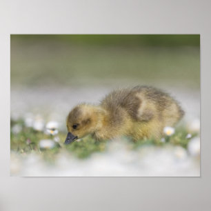 Süßes Gössel Naturfoto Poster
