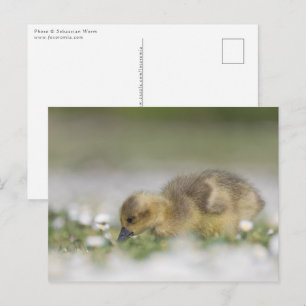 Süßes Gössel-Naturfoto Postkarte