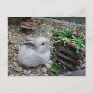 süßes Häschen, Babychen kanin das faißt) Postkarte