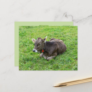 Süßes Kalb auf der Weide, Allgäu, Bayern, Deutschl Postkarte