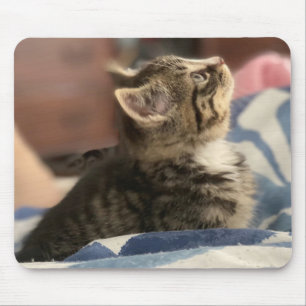 Süßes Kätzchen-Foto oder laden Sie Ihr eigenes Bil Mousepad