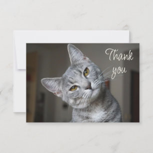 Süßes Kätzchen Katze Danke