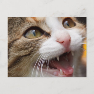 Süßes Kätzchen Postkarte