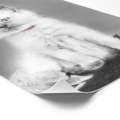 Süßes Kätzchenbild Fotodruck (Ecke)