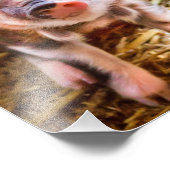Süßes kleines Ferkel Poster (Ecke)