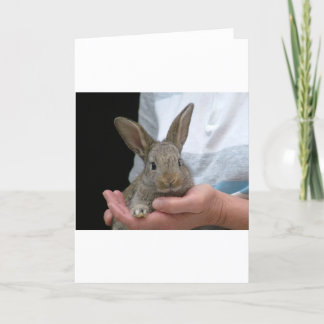 süßes kleines Kaninchen Karte