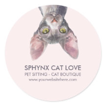 Süßes kleines rosa kanadisches Sphynx-Katzen-Auto