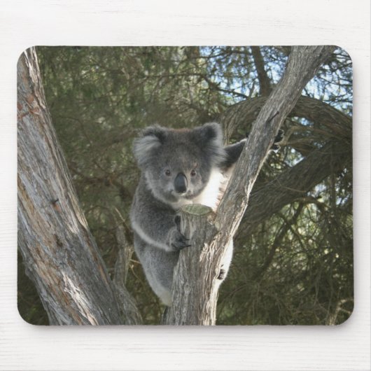 Süßes Koala beim Klettern in einem Baum Foto Mousepad (Vorne)