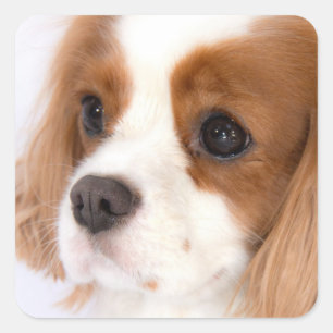Süßes Mädchen Cavalier King Charles Spaniel Aufkle Quadratischer Aufkleber