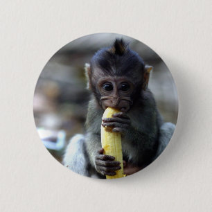 Süßes Makakenbaby frisst Banane Button
