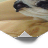 Süßes Mops Poster (Ecke)