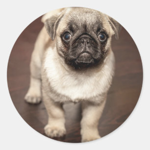 Süßes Mops-Welpen-Foto Runder Aufkleber
