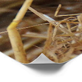 Süßes Niedliches Schwein Poster (Ecke)