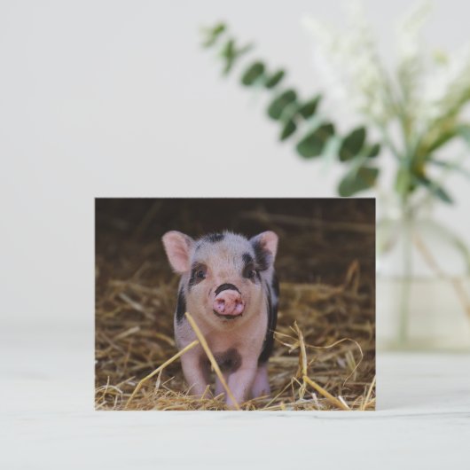 Süßes Niedliches Schwein Postkarte (Stehend Vorderseite)