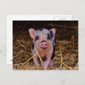 Süßes Niedliches Schwein Postkarte (Vorne/Hinten)