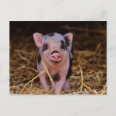 Süßes Niedliches Schwein Postkarte (Vorderseite)