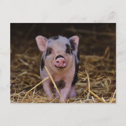 Süßes Niedliches Schwein Postkarte (Vorderseite)