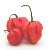 Süßes Pimento Paprikaschoten Aufkleber (Vorderseite)