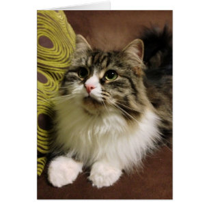 Süßes Porträt einer sibirischen Katze