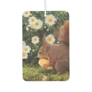 Süßes rotes Eichhörnchen und Gänseblümchen Foto Autolufterfrischer