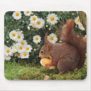 Süßes rotes Eichhörnchen und Gänseblümchen Foto Mousepad