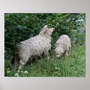 Süßes Schaf-Blätter-fressend-Plakat Poster
