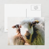 SÜßES SCHAF POSTKARTE (Vorne/Hinten)