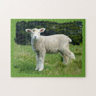 Süßes, schmutziges Lamm auf Wiese mit ausgefranste Puzzle
