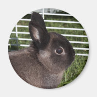 Süßes schwarzes Kaninchen auf grünem Gras
