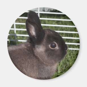 Süßes schwarzes Kaninchen auf grünem Gras Magnet