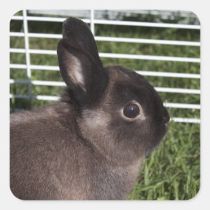 Süßes schwarzes Kaninchen auf grünem Gras Quadratischer Aufkleber