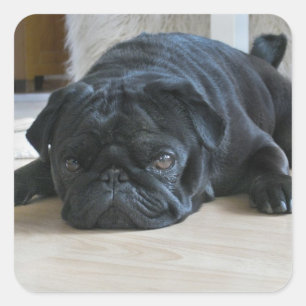Süßes schwarzes Pug-Welpen-Foto-Sticker Quadratischer Aufkleber