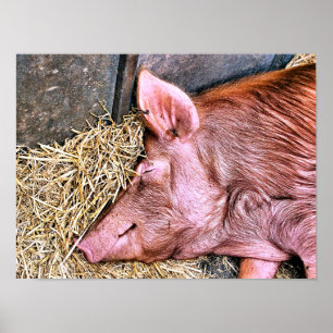 SÜßES SCHWEIN POSTER