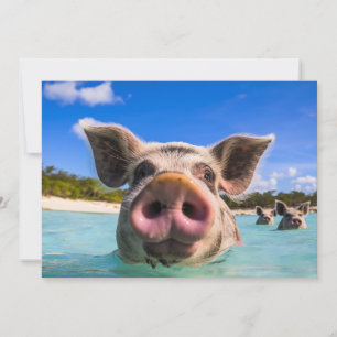 Süßes schwimmendes Schwein Exuma Bahamas Einladung