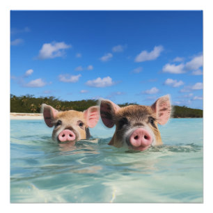 Süßes schwimmendes Schwein Exuma Bahamas Poster