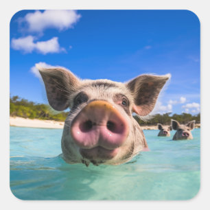 Süßes schwimmendes Schwein Exuma Bahamas Quadratischer Aufkleber