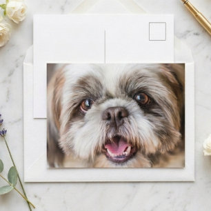 Süßes Shih Tzu-Hundefoto Nahaufnahmeporträt Postkarte
