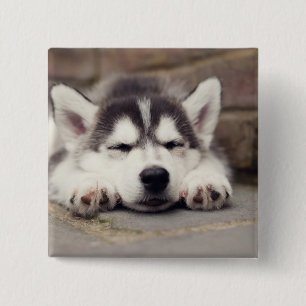 Süßes Sibirisches Husky Welpenschläfchen Button