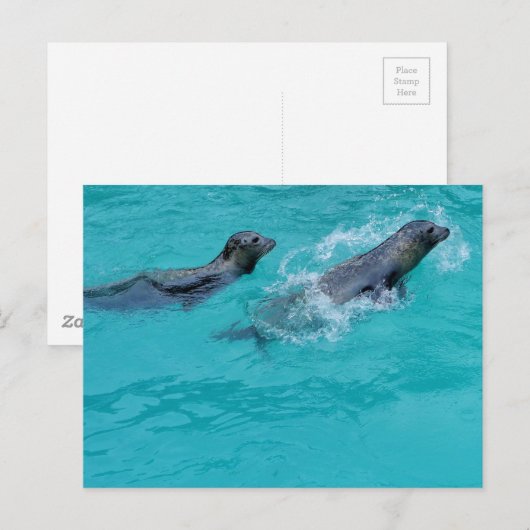 Süßes Siegel Postkarte (Vorne/Hinten)