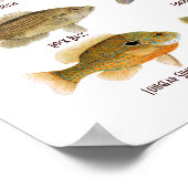 Süßes Sonnenfisch Poster (Ecke)