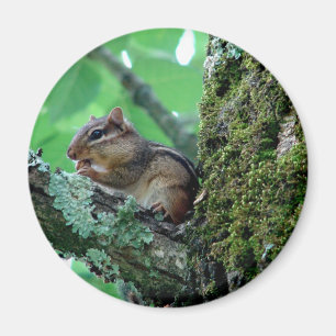 Süßes Streifenhörnchen in Baum Bekleidung und Gesc Magnet