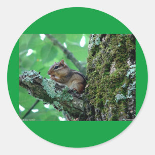 Süßes Streifenhörnchen in Baum Bekleidung und Gesc Runder Aufkleber