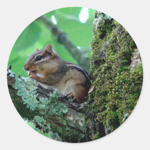 Süßes Streifenhörnchen in Baum Bekleidung und Gesc Runder Aufkleber