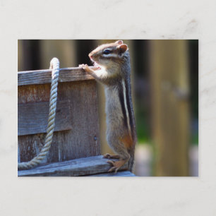 Süßes Streifenhörnchen Postkarte